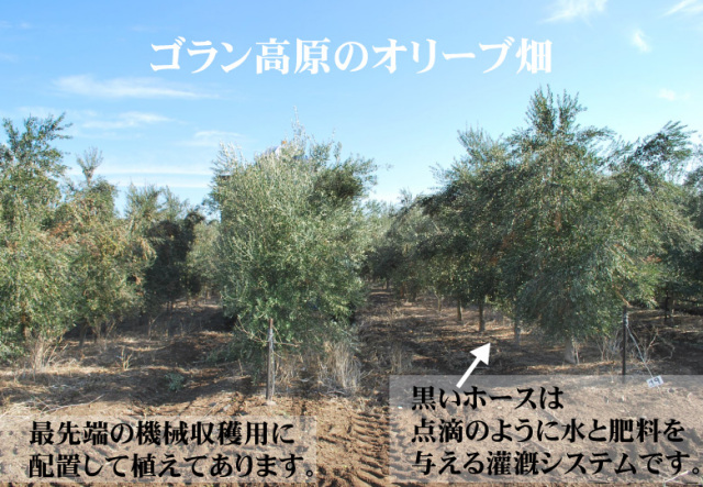 オリーブ畑