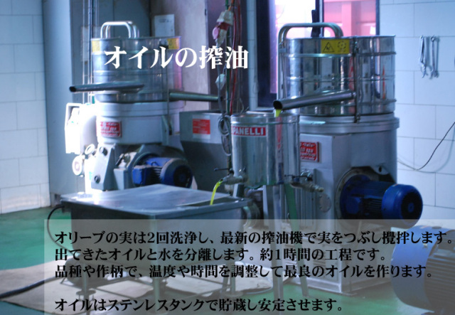 オリーブ搾油